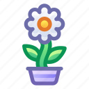 home, flower, pot
