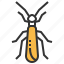 stonefly, animal, bug, insect 