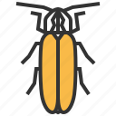 firefly, animal, bug, insert