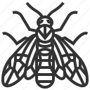 elm, sawfly, animal, bug, insect