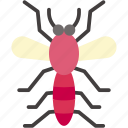mosquito, bug, insect, entomology, animals, insects