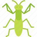 mantis, bug, insect, entomology, animals, insects