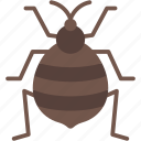 bedbug, animals, bug, insect, entomology, insects