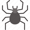 spider, halloween, insect, animal, bug, entomology