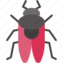 mite, insect, bug, entomology, animals, insects