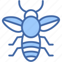 insect, entomology, bug, animals, fly, bee