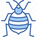 bedbug, animals, bug, insect, entomology, insects