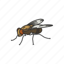 animal, bloodsucker, fly, housefly, insect, invertebrate, pest