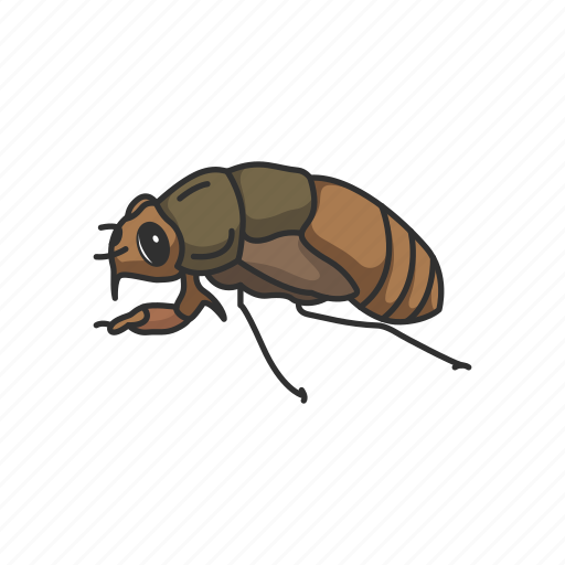 Animal, bug, cicada, flying bug, insect, invertebrate, pest icon - Download on Iconfinder