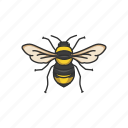 animal, bee, beeswax, flying insect, honey bee, insect, pest
