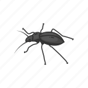 animal, beetle, bug, darkling beetle, insects, pest, scarab