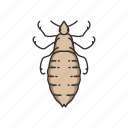 animal, blood-feeding insects, body lice, head lice, insects, lice, parasite