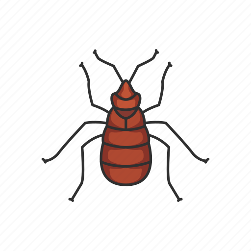 Animal, bed bug, blood-feeding insects, bug, insects, parasite, pet icon - Download on Iconfinder