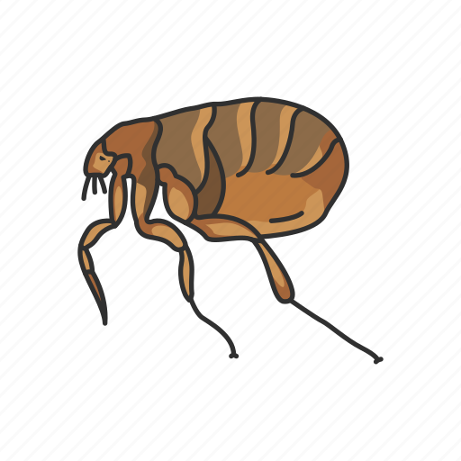 Animal, bloodsucker, bloodsucker insect, flea, fleas, insects, parasite icon - Download on Iconfinder