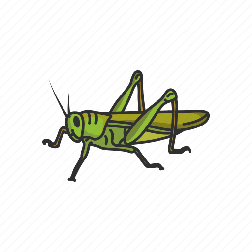 Animal, dung beetle, grasshopper, insects, locust, red locust, rollers icon - Download on Iconfinder