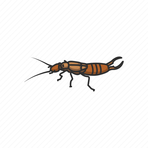 Animal, bug, earwig, herbivore, insect, nocturnal, pest icon - Download on Iconfinder