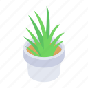 indoor plant, potted plant, aloe vera plant, plant pot, natural plant 