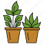 flower pot, plant, plant pot, leaf, greenery 