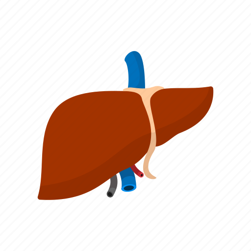 Anatomy, cartoon, hepatic, human, liver, medicine, organ icon - Download on Iconfinder
