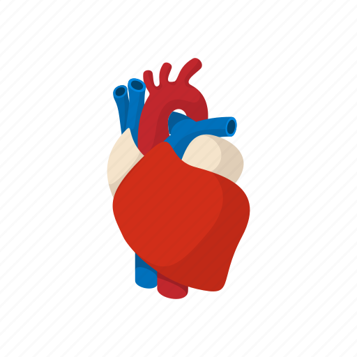 Anatomy Aorta Body Cartoon Heart Medical Medicine Icon Download