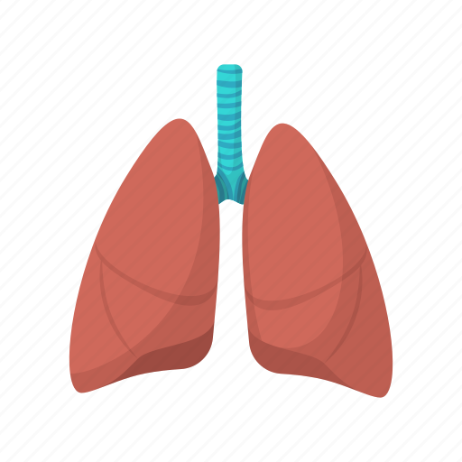 Anatomy, cartoon, health, human, lung, medical, organ icon - Download on  Iconfinder