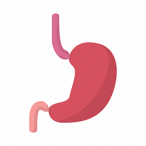 Anatomy, biology, cartoon, human, medical, medicine, stomach icon - Download on Iconfinder