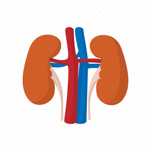 Anatomy, body, cartoon, health, kidney, medical, science icon - Download on Iconfinder