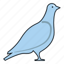 bird, dove, pigeon, standing