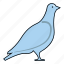 bird, dove, pigeon, standing 