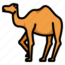 camel, islamic, animal, desert, islam, ramadan