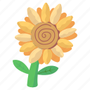 floral, sunflower, flower, nature, blooming flower