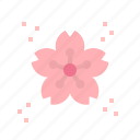 blossom, cherry, flower, sakura, spring