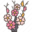 cherry, blossom, branches, floral, spring