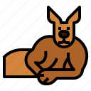 kangaroo, sleep, animal, mammal, macropus
