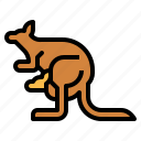 kangarookangaroo, animal, mammal, macropus, joey