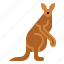 kangaroo, animal, mammal, macropus, marsupial 