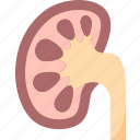 kidney, normal, urinary, anatomy, medical