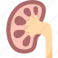 kidney, normal, urinary, anatomy, medical 