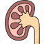 kidney, normal, urinary, anatomy, medical 