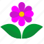 flower, green, leaf, pink, present 