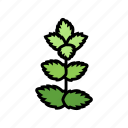 mint, leaf, branch, natural, foliage, tree