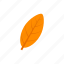 autumn, elliptic, leaf, orange 