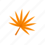 autumn, fan-shaped, leaf, orange 
