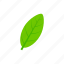 elliptic, green, leaf, summer 