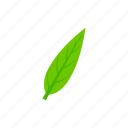 green, lanceolate, leaf, summer