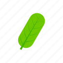 green, leaf, oblong, summer