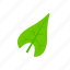green, leaf, sagittate, summer 