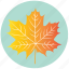 leaf, yellow, autumn, ecology, forest, maple, nature 