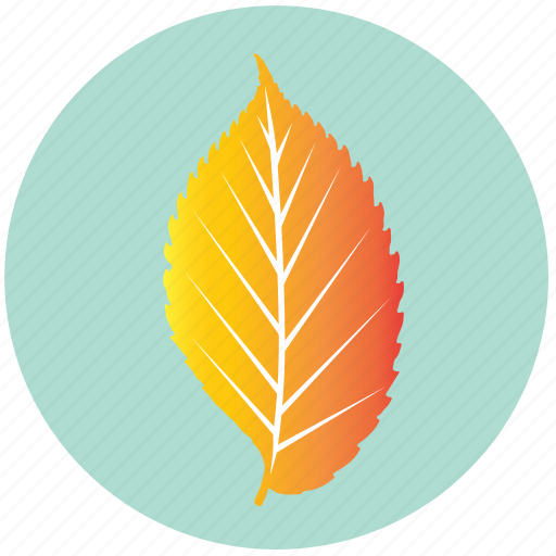 Leaf, yellow, autumn, ecology, elm, nature, plant icon - Download on Iconfinder