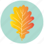 leaf, yellow, autumn, garden, nature, oak, plant 